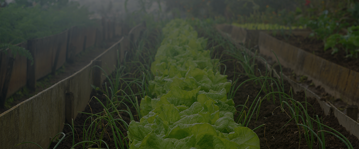 Available Plants Darkened Banner