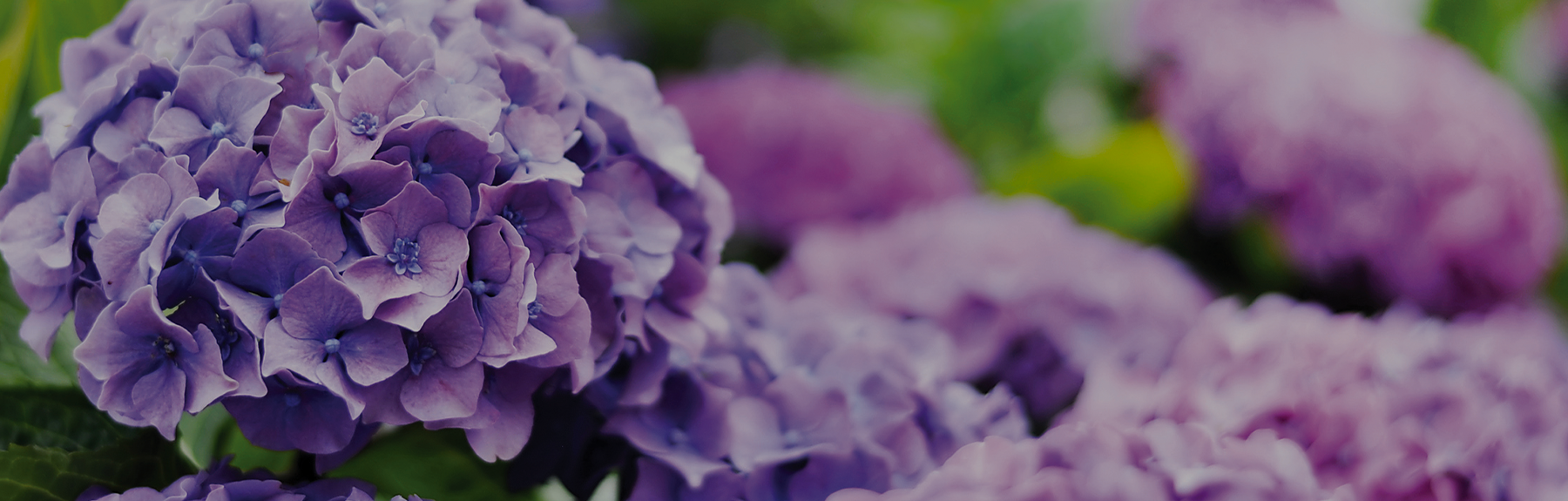 Hydrangeas Banner
