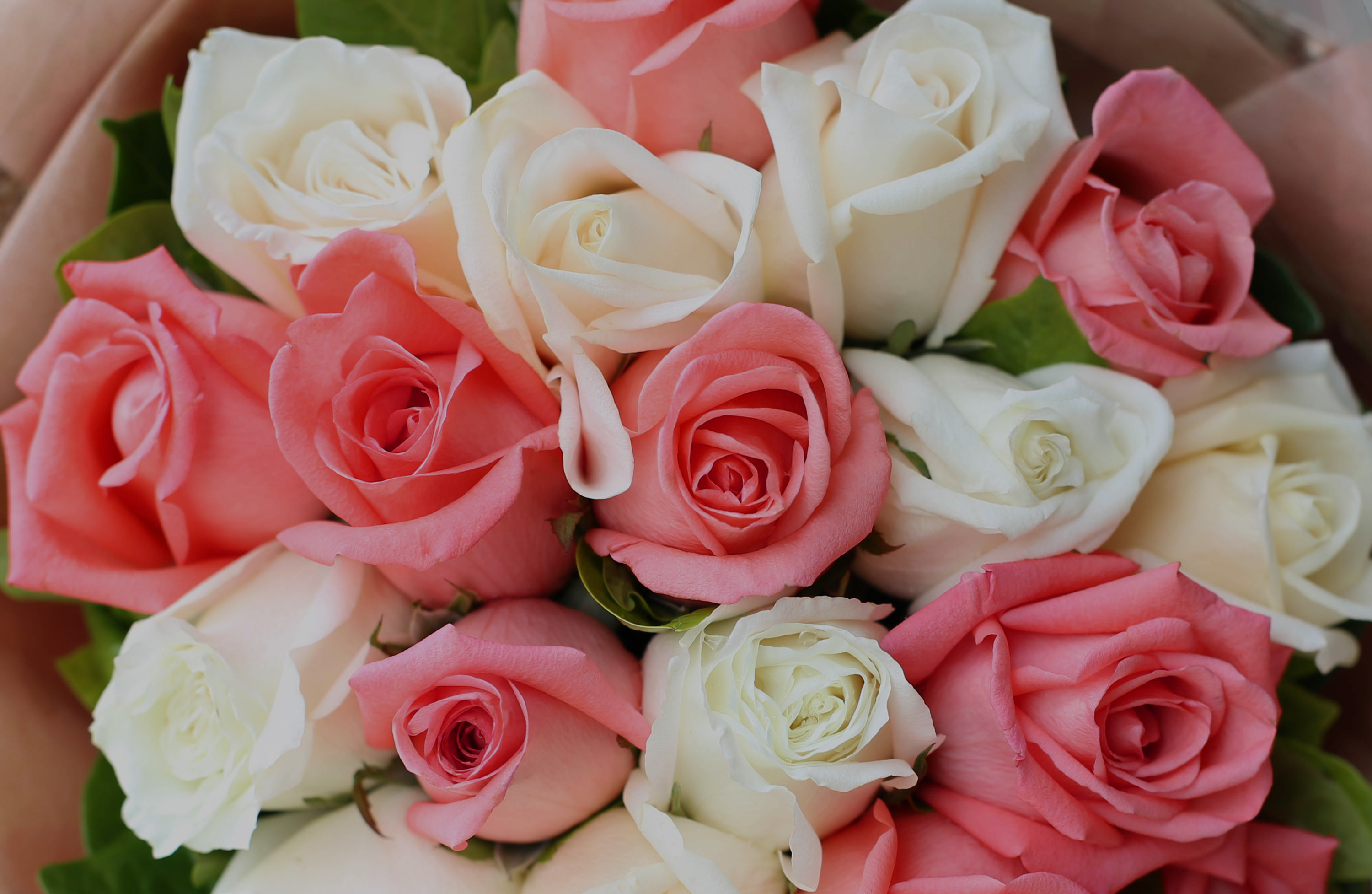 Pink-and-White-Roses-Overlay