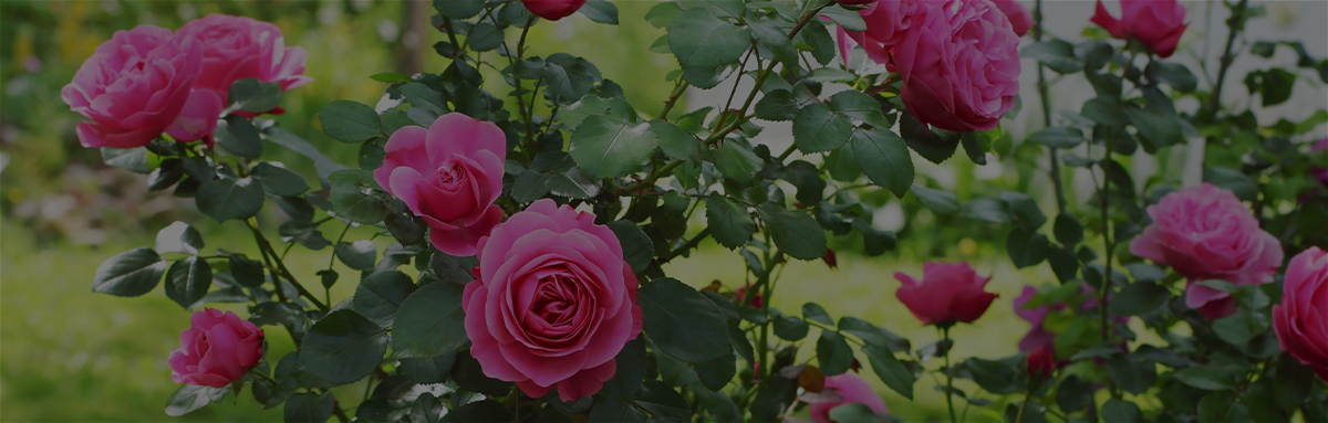 Rose Bushes Banner 2