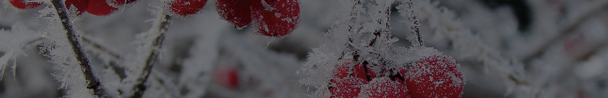 dees winter banner – red berries