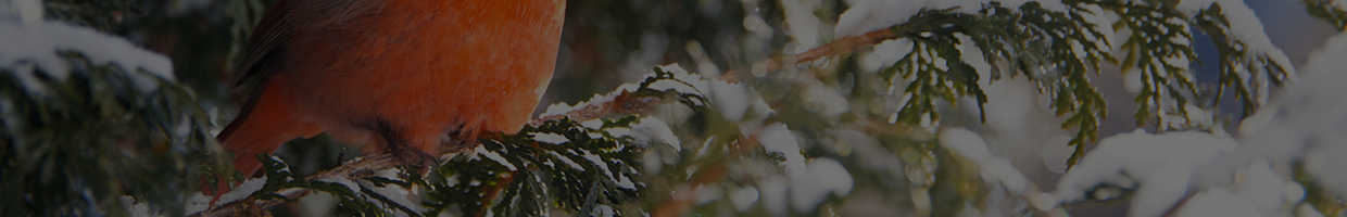 dees winter banner – robin and trees