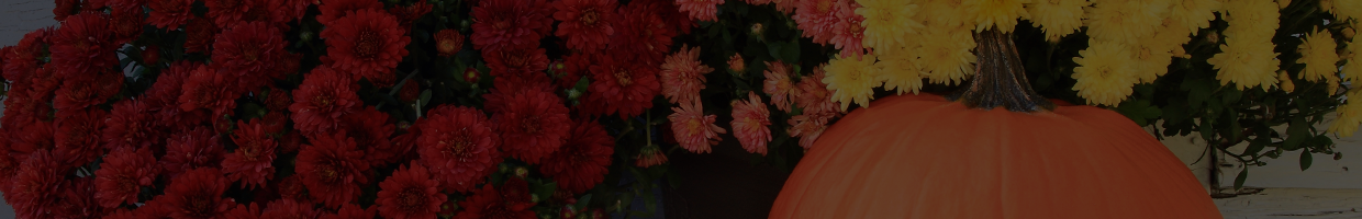 fall-mums-1240×200-1.png