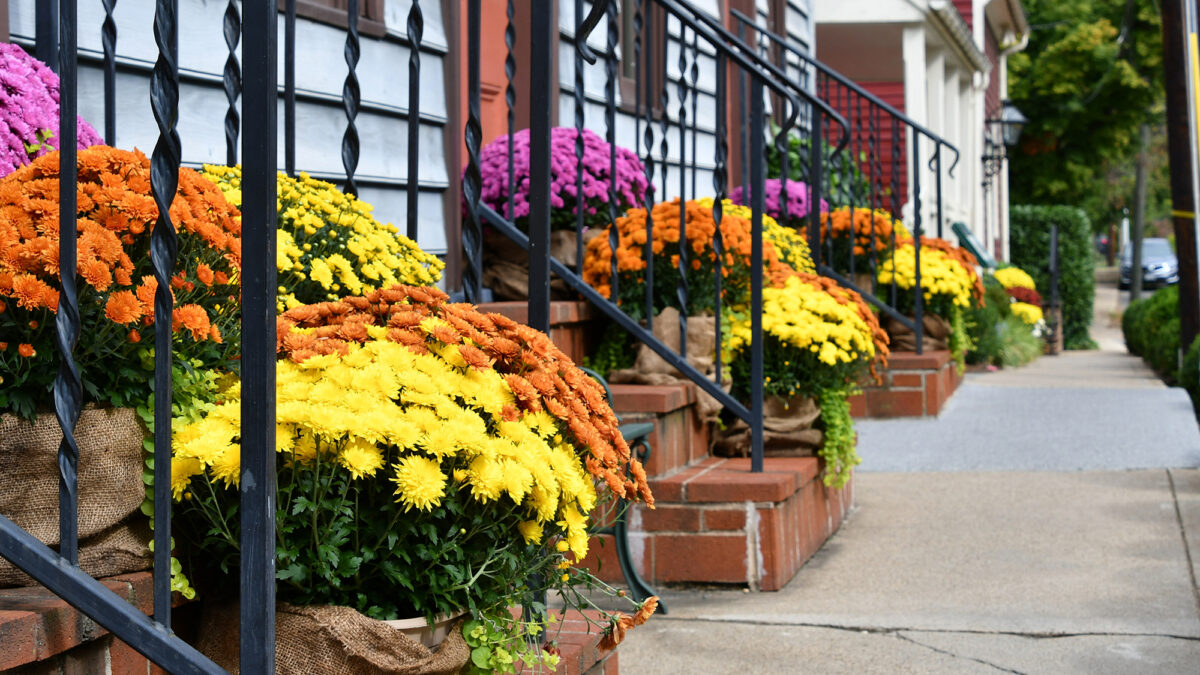 colorful-fall-autumn-chrysanthemums