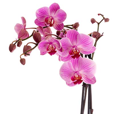 orchid-purple-2