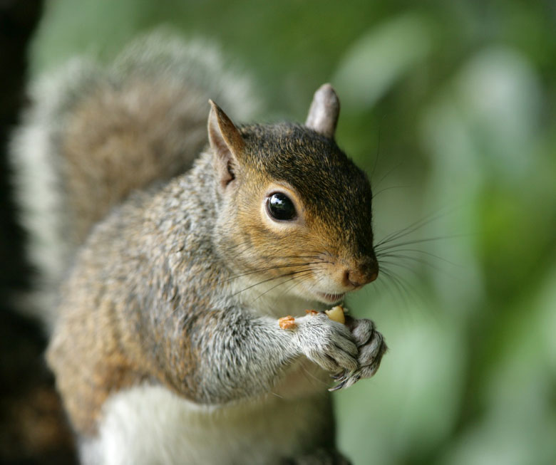 The Sneaky Squirrel - Dees' Nursery