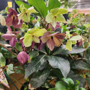 Helleborus