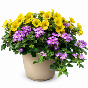 Hello Yellow patio planter