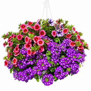 10” Combo Hanging Basket #2