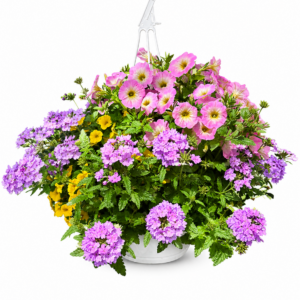 10” Combo Hanging Basket #3