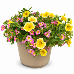 Bees Knees #2 patio planter
