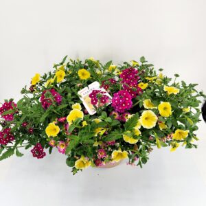 Summer 12” Combo Planter #3 The Bee's Knees Combo