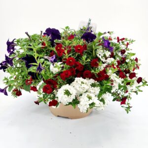 Summer 12” Combo Planter #4 Stars & Stripes Forever