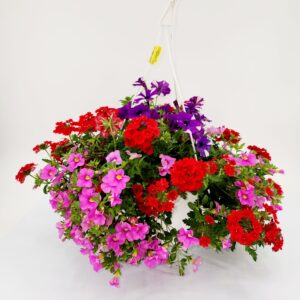 A Summer 10” Combo Hanging Basket #1