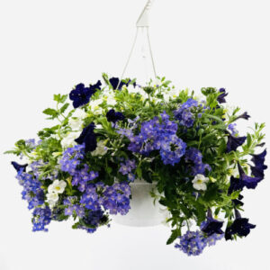 A Summer 10” Combo Hanging Basket #3