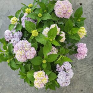 Endless Summer Hydrangea 5-gallon Size