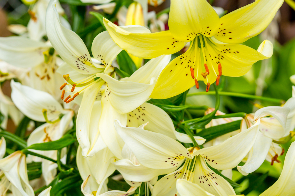 White and yellow lilies in the garden | Dees' Nursery