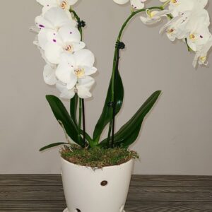 White Orchid in Ceramic Pot
