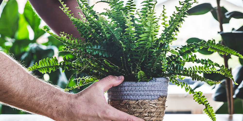 Dees Nursery - Houseplants With Air Purifying Powers -boston fern houseplant