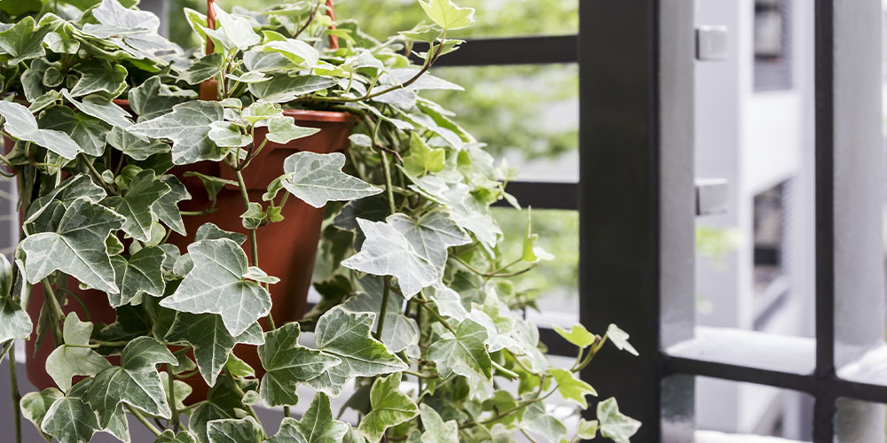 Dees Nursery - Houseplants With Air Purifying Powers -english ivy in home