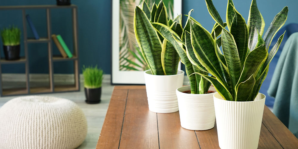Dees Nursery - Houseplants With Air Purifying Powers -snake plants in home