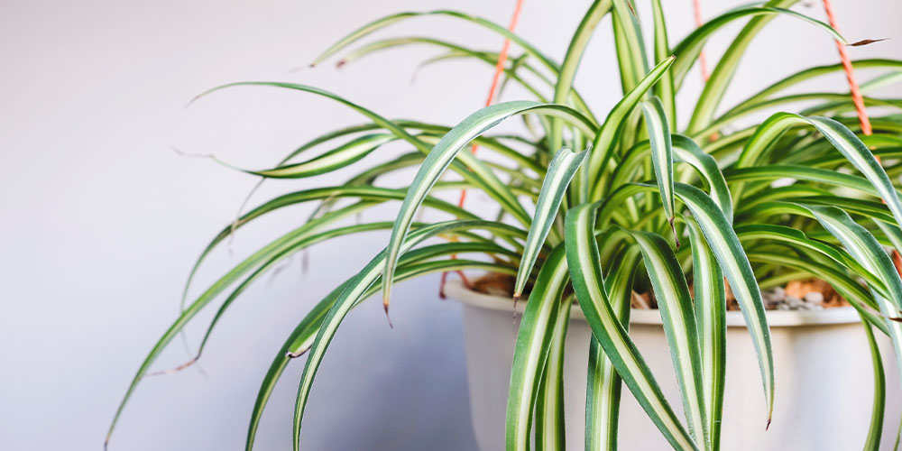 Dees Nursery - Houseplants With Air Purifying Powers -spider plant in home