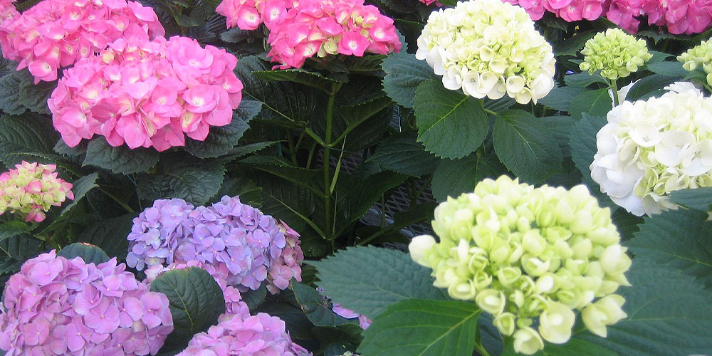 Dees Nursery -Flowers for Easter Traditions -purple and pink hydrangeas