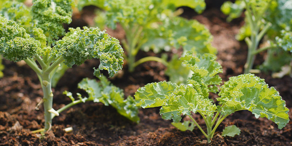 Dees Nursery -Spring Flowering Plants to Get in the Ground Now-kale in garden