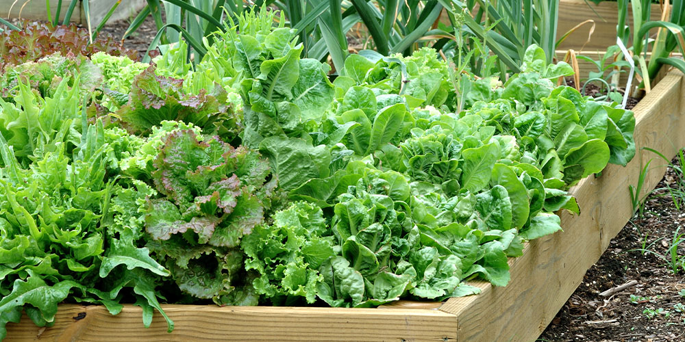 Dees Nursery -Spring Flowering Plants to Get in the Ground Now-lettuce in garden