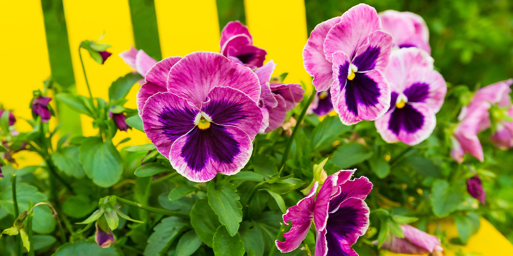 Dees Nursery -Spring Flowering Plants to Get in the Ground Now-pansy flowers