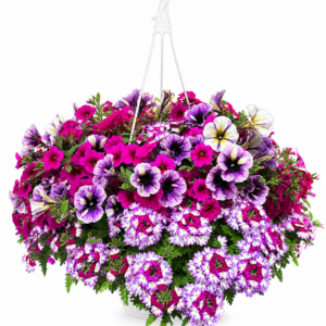 10” Combo Hanging Basket #4