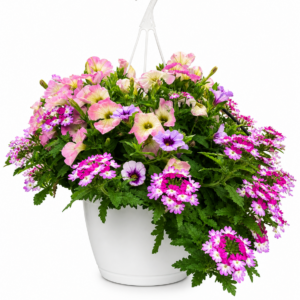 10” Combo Hanging Basket #5