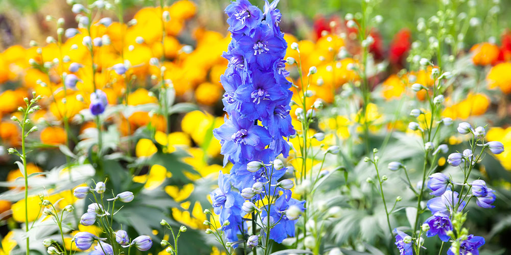 Dees Nursery -Summer Flowers that Bloom All Season Long-delphinium flowers