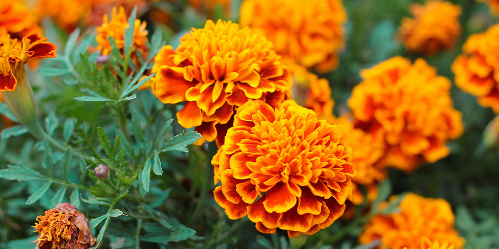 Dees Nursery -Summer Flowers that Bloom All Season Long-marigold flowers