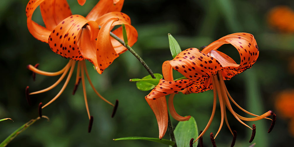 Dees Nursery -Summer Flowers that Bloom All Season Long-tiger lilies