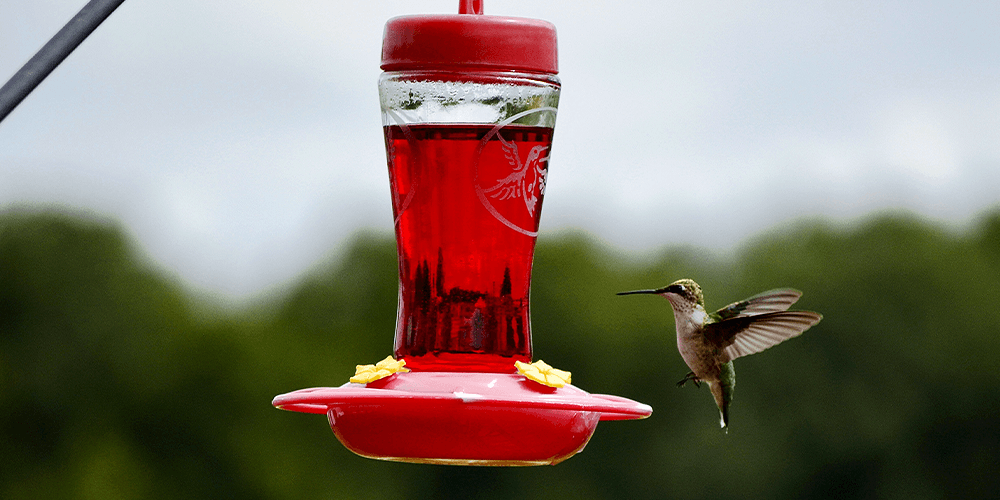 Dees Nursery-hummingbird feeder