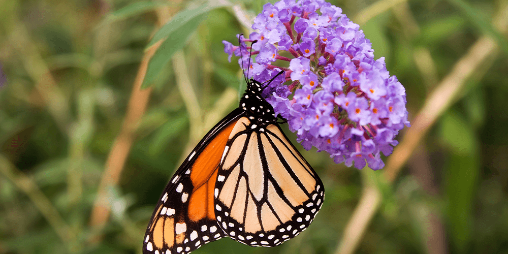 Dees Nursery-monarch butterfly