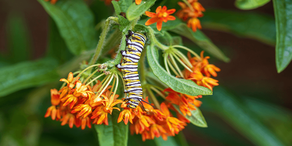 Dees Nursery-monarch on milkweed