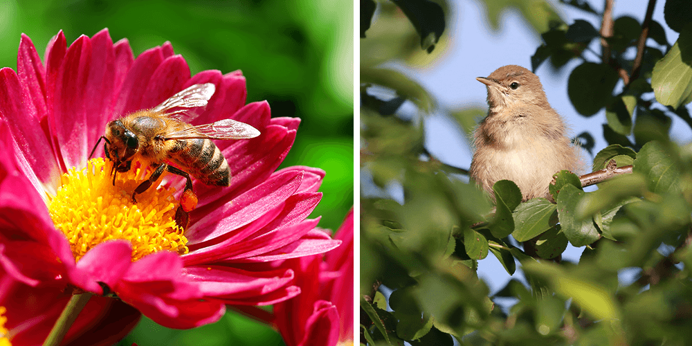 Dees Nursery-pollinator bird and bee
