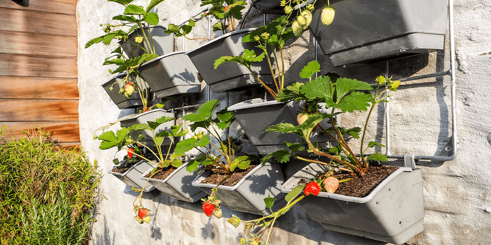 Dees Nursery_-vertical strawberry planters