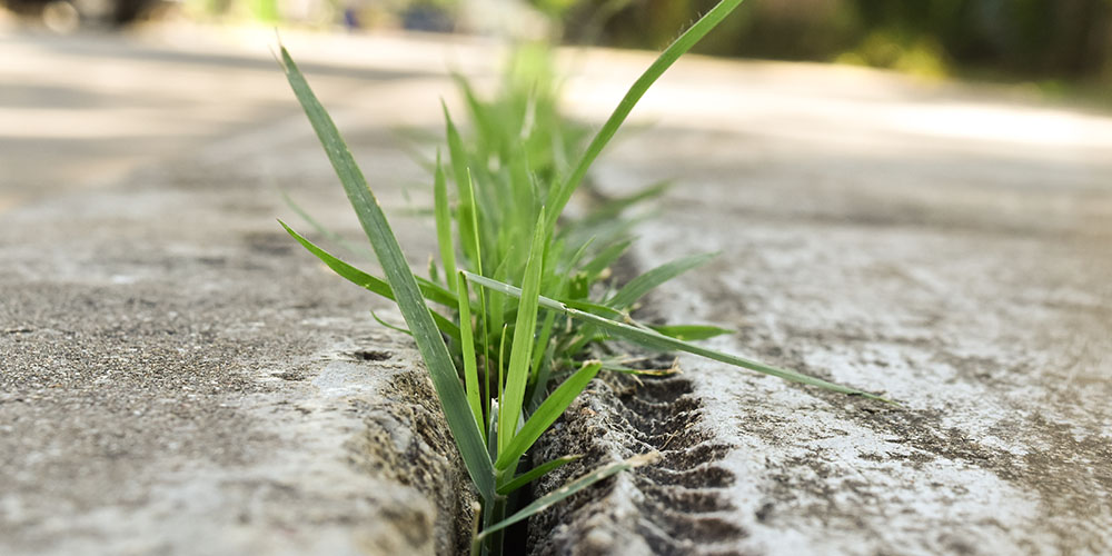 Dees Nursery -How to Get Rid of Crabgrass-crabgrass growing through concrete crack