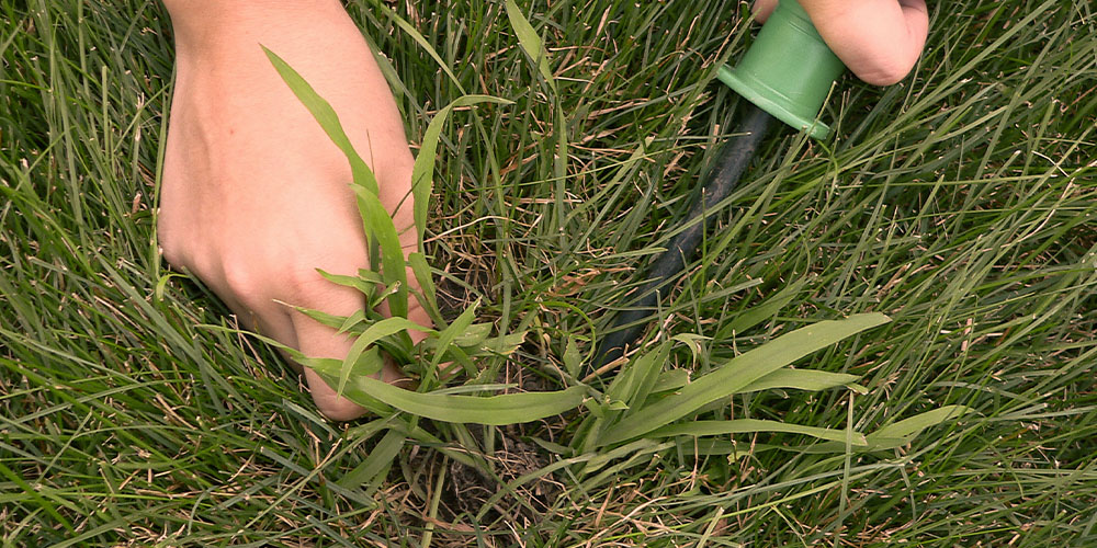 Dees Nursery -How to Get Rid of Crabgrass--pulling crabgrass from lawn
