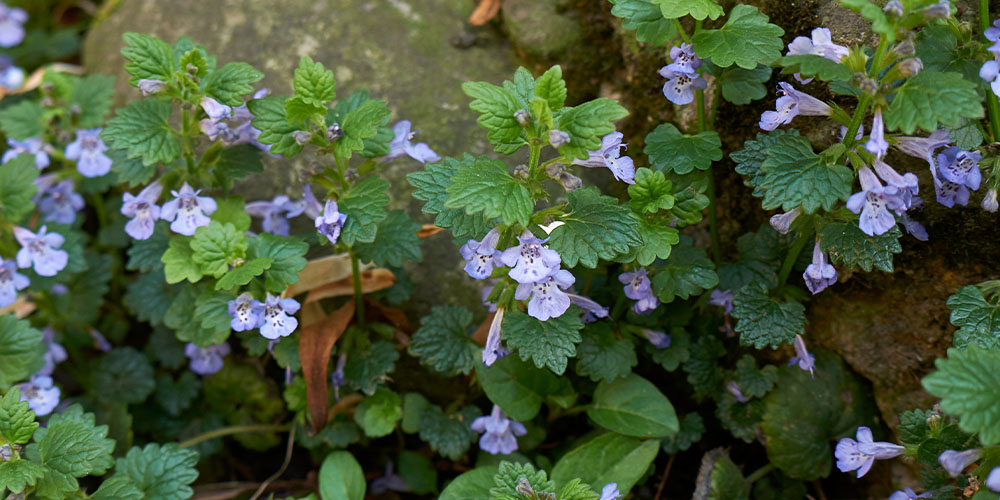 Dees Nursery -How to ID and Eliminate Common Weeds-creeping charlie