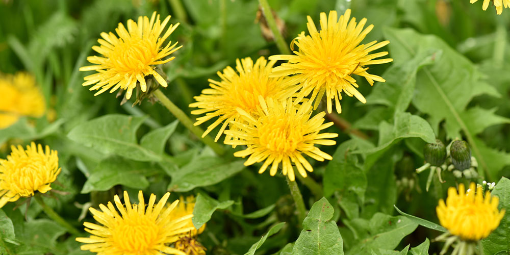 Dees Nursery -How to ID and Eliminate Common Weeds-dandelion
