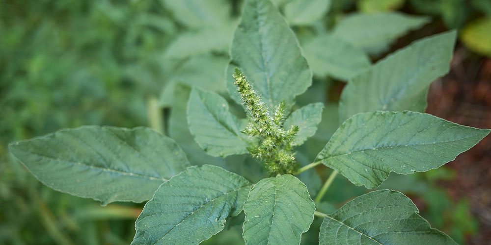Dees Nursery -How to ID and Eliminate Common Weeds-pigweed