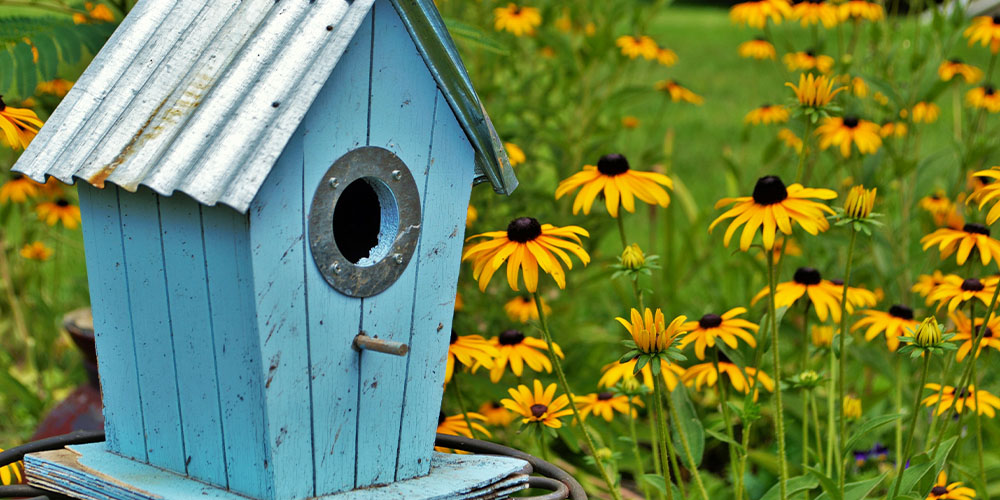 Dees Nursery -How to attract birds to your yard-birdhouse with black eyed susan flowers