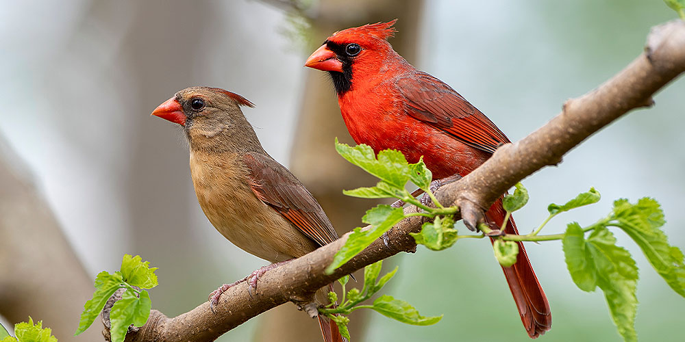 Dees Nursery -How to attract birds to your yard-male and female cardinal birds