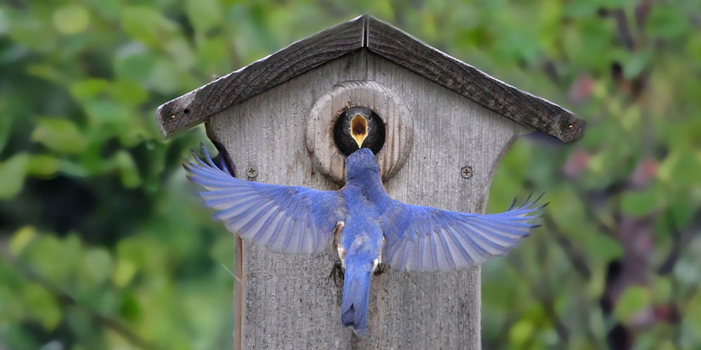 Dees Nursery -How to attract birds to your yard-mother bird feeding baby
