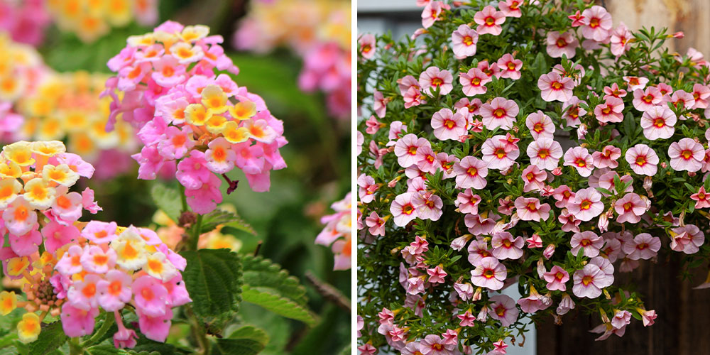 Dees Nursery -How to deadhead your flowers in garden-lantana and calibrachoa flowers