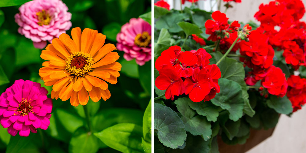 Dees Nursery -How to deadhead your flowers in garden-zinnia and geranium flowers